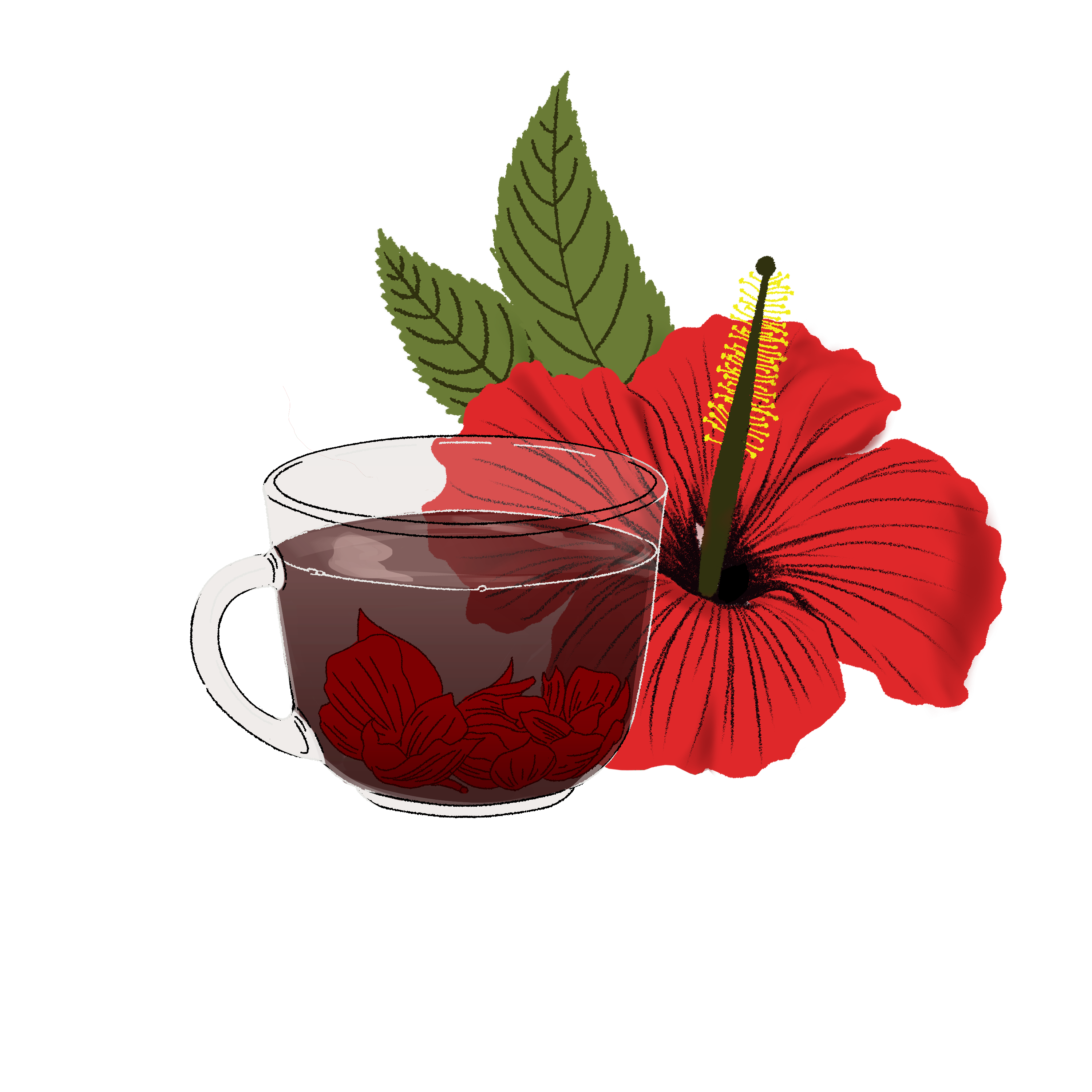 Herbal Teas & Botanicals